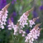 Vaste planten Linaria Purpurea roze paars bloemen tuinplant, Zomer, Vaste plant, Overige soorten, Ophalen