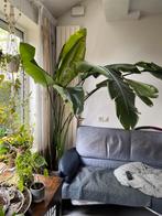 Strelitzia Nicolai | Paradijsvogelplant, Ophalen, Overige soorten, 200 cm of meer