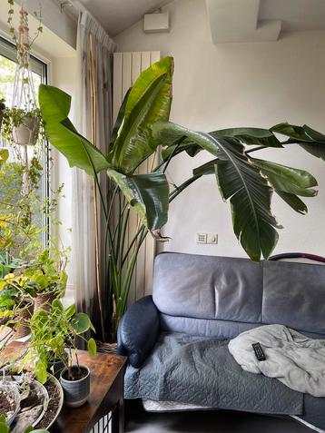 Strelitzia Nicolai | Paradijsvogelplant beschikbaar voor biedingen