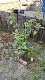 Appelbomen, Tuin en Terras, Planten | Bomen, Ophalen of Verzenden, Volle zon, Overige soorten, Minder dan 100 cm