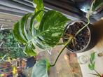 Monstera variegata, Huis en Inrichting, Kamerplanten, Ophalen of Verzenden, Halfschaduw, Minder dan 100 cm