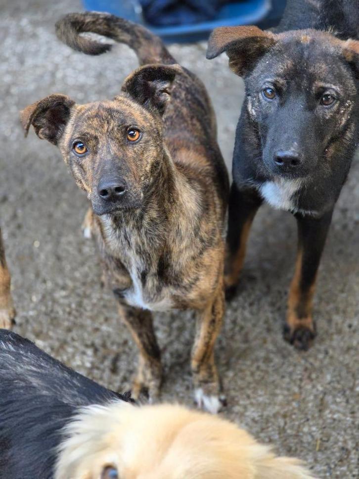 Kali zoekt een baasje, Dieren en Toebehoren, Honden | Niet-rashonden, Klein, Teef, Handelaar, Eén hond, Buitenland, 1 tot 2 jaar
