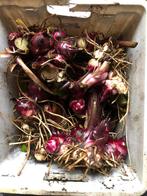 Incapijlwortel, Ophalen of Verzenden, Voorjaar, Volle zon, Wortelstok