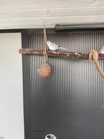 Diamantduif, diamant duifje, Dieren en Toebehoren, Geslacht onbekend, Tropenvogel