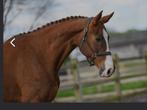 Filuciene, 170 tot 175 cm, Recreatiepaard, 11 jaar of ouder, Merrie