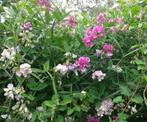 lathyrus zaden, Ophalen of Verzenden, Voorjaar, Volle zon, Zaad