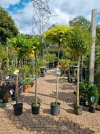 Bolvorm Bomen, Tuin en Terras, Planten | Bomen, Ophalen, Overige soorten