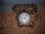 Python regius ballpython orbit man