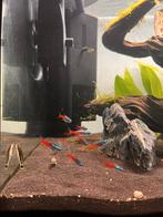 Diamant neon tetra, Vis, Zoetwatervis, Schoolvis