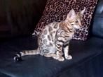 Raszuivere lieve sociale Bengaal kitten, Dieren en Toebehoren, Katten en Kittens | Raskatten | Korthaar, Poes, Gechipt, 0 tot 2 jaar