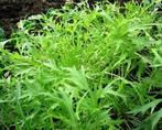 Kool japanese Mizuna, Tuin en Terras, Bloembollen en Zaden, Ophalen of Verzenden, Voorjaar, Volle zon, Zaad