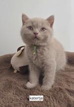 Nog 2 brits korthaar kittens met stamboom en garantie!, Dieren en Toebehoren, Katten en Kittens | Raskatten | Korthaar, Meerdere dieren