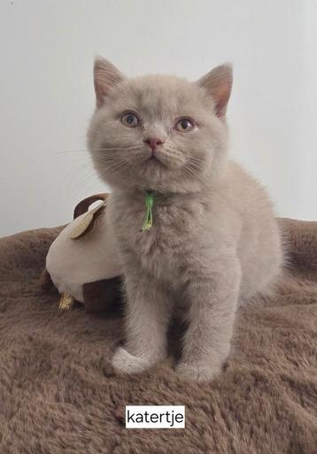 Nog 2 brits korthaar kittens met stamboom en garantie! beschikbaar voor biedingen