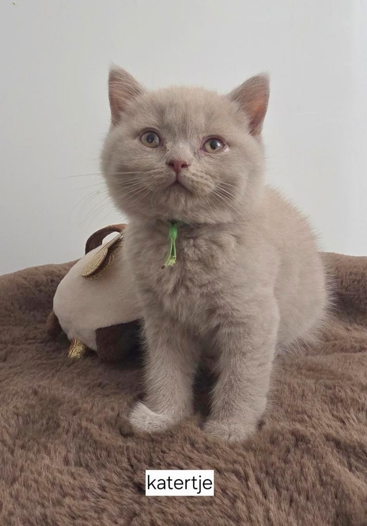 Nog 2 brits korthaar kittens met stamboom en garantie!, Dieren en Toebehoren, Katten en Kittens | Raskatten | Korthaar, Meerdere dieren
