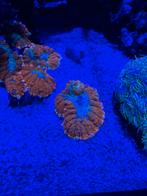 mushroom koraal, Overige typen