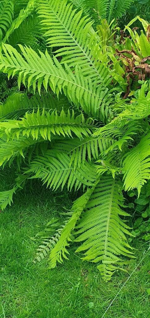 Varens bekervarens jonge + grotere winterhard vanaf 2,-, Tuin en Terras, Planten | Tuinplanten, Vaste plant, Varens, Halfschaduw