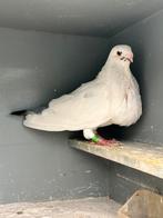Canaria Kropper, Dieren en Toebehoren, Vogels | Duiven, Vrouwelijk, Kropper