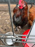 Jonge Jersey/Marans haan van april 2025, Dieren en Toebehoren, Pluimvee, Mannelijk, Kip