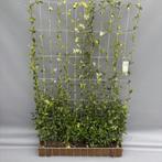 Toscaanse Jasmijn-Kant en klaar haag Jasmijn-Trachelospermum, Ophalen of Verzenden, Klimplanten, Volle zon