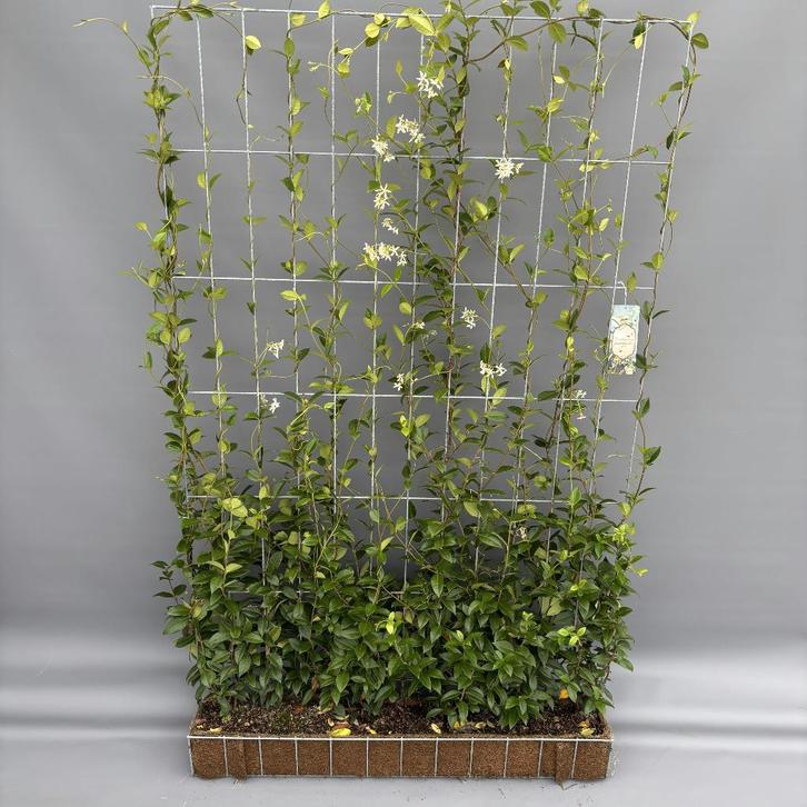 Toscaanse Jasmijn-Kant en klaar haag Jasmijn-Trachelospermum, Tuin en Terras, Planten | Tuinplanten, Klimplanten, Volle zon, Ophalen of Verzenden