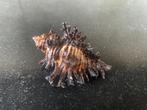 schelpen Murex  Chicoreus Brunneus 56 mm, Verzenden, Schelp(en)