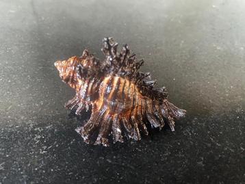 schelpen Murex  Chicoreus Brunneus 56 mm beschikbaar voor biedingen