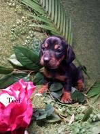 Prachtige Black and Tan Teckel pups laatste teefje, Dieren en Toebehoren, Kaninchen, 8 tot 15 weken, Korthaar, Meerdere