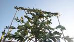 Groenblijvende leibomen| Leiphotinia | Leiaurier | Olijfwilg, Tuin en Terras, Planten | Bomen, In pot, Leiboom, Halfschaduw, Ophalen of Verzenden