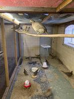 Fazanten - koppel tenebrosus en koppel bosfazant, Meerdere dieren, Geringd