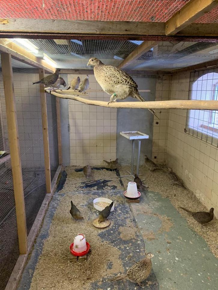 Fazanten - koppel tenebrosus en koppel bosfazant, Dieren en Toebehoren, Vogels | Overige Vogels, Meerdere dieren, Geringd