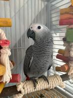 Jonge handtamme geteste Grijze roodstaart papegaai, Dieren en Toebehoren, Vogels | Parkieten en Papegaaien, Meerdere dieren, Papegaai