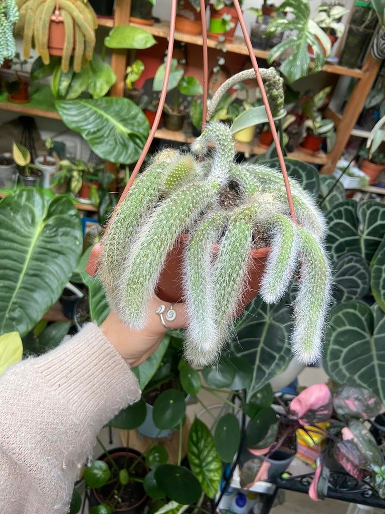 1 Monkeytail cactus in hangpot, Ophalen of Verzenden