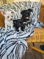 Mooie chihuahua pups, Dieren en Toebehoren, Honden | Chihuahua's en Gezelschapshonden, Rabiës (hondsdolheid), 8 tot 15 weken, Meerdere