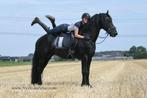 Gave friese hengst, Dieren en Toebehoren, B, Gechipt, Dressuurpaard, Hengst