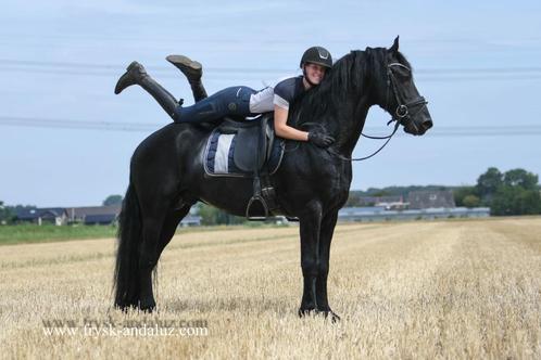 Gave friese hengst, Dieren en Toebehoren, Paarden, Hengst, B, 160 tot 165 cm, 3 tot 6 jaar, Dressuurpaard, Met stamboom, Gechipt