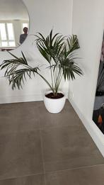 Elho op wieltjes H 40 cm B 45 cm)witte bloempot, Ophalen, Palm, Halfschaduw, In pot