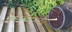 walnotenboom, Tuin en Terras, Planten | Bomen, Ophalen, Volle zon, Overige soorten