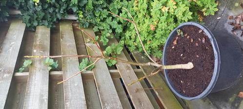 walnotenboom, Tuin en Terras, Planten | Bomen, Overige soorten, Volle zon, Ophalen