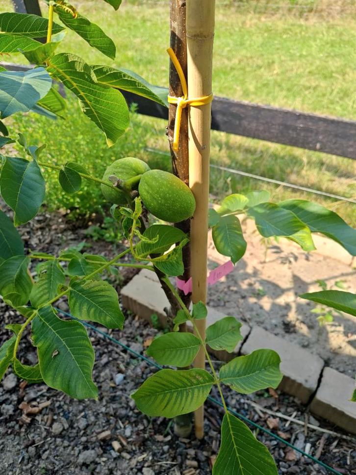 Walnotenboom, Tuin en Terras, Planten | Bomen, Overige soorten, 250 tot 400 cm, Volle zon, Lente, In pot, Ophalen