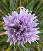 Bieslook zaden, Allium schoenoprasum zaden, Ophalen of Verzenden, Volle zon