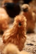 Zijdehoender krielen | Vriendelijke kippen | Passend advies, Dieren en Toebehoren, Pluimvee, Meerdere dieren, Kip