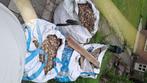 Grind, Tuin en Terras, Grind, Keien en Split, Ophalen, Overige materialen, Gebruikt, Grind