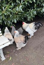 Trio lieve brahma groot  (2 hennen en 1 haan ), Dieren en Toebehoren, Pluimvee, Meerdere dieren, Kip