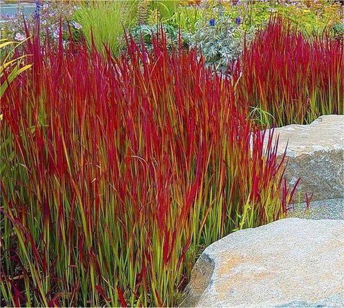 Tuingrassen / siergrassen, Tuin en Terras, Planten | Tuinplanten, Vaste plant, Siergrassen, Halfschaduw, Zomer, Ophalen