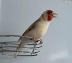 majoor putters bruin / bruin witkop / witkeel, Dieren en Toebehoren, Vogels | Overige Vogels, Meerdere dieren, Wildzangvogel