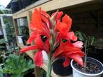 Canna Rood, Tuin en Terras, Planten | Tuinplanten, Volle zon, Vaste plant, Zomer, Ophalen