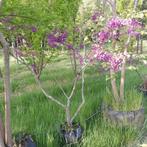 Judasboom | Cercis siliquastrum 175 cm hoog, Tuin en Terras, Ophalen, Zomer, Volle zon