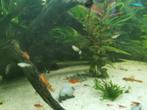 Guppies, Dieren en Toebehoren, Vissen | Aquariumvissen, Vis, Zoetwatervis