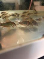 corydora aeneus, Dieren en Toebehoren, Vis