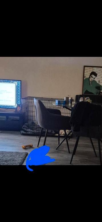 Slechts kort gebruikte hondenbench XXL voor grote honden beschikbaar voor biedingen